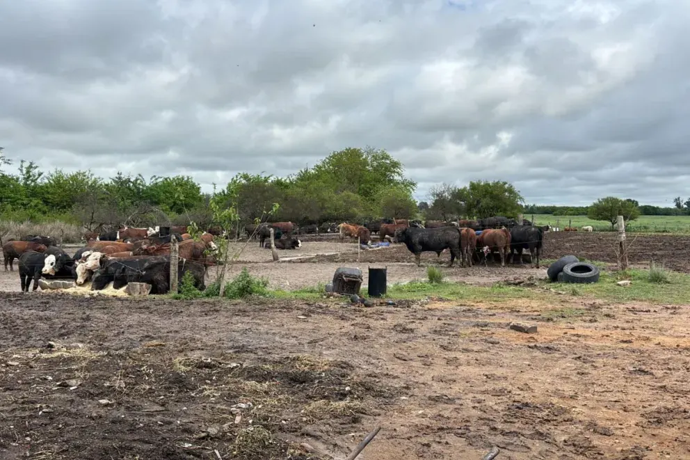 Operativo conjunto permitió detectar graves irregularidades ambientales, sanitarias y de bienestar animal en un predio rural