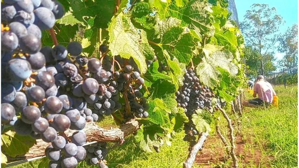 Paraná se convertirá en el epicentro del enoturismo y la gastronmía regional