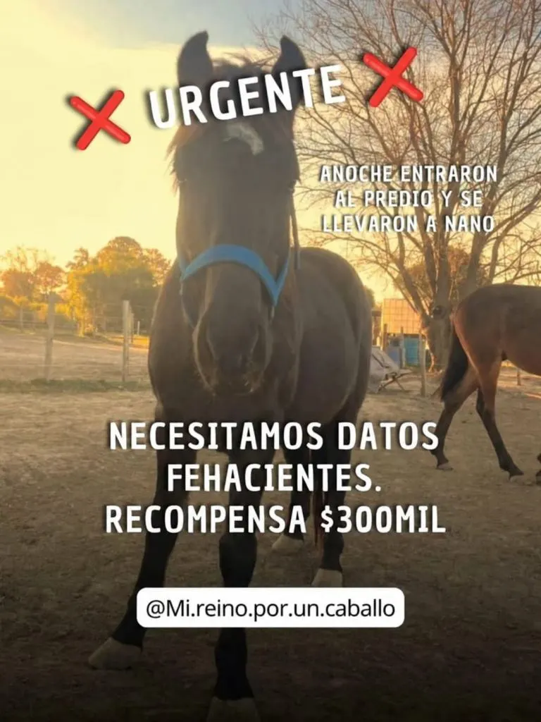 Paraná: Se robaron a “Nano” y solicitan colaboración para localizarlo. Recompensa de $ 300 mil