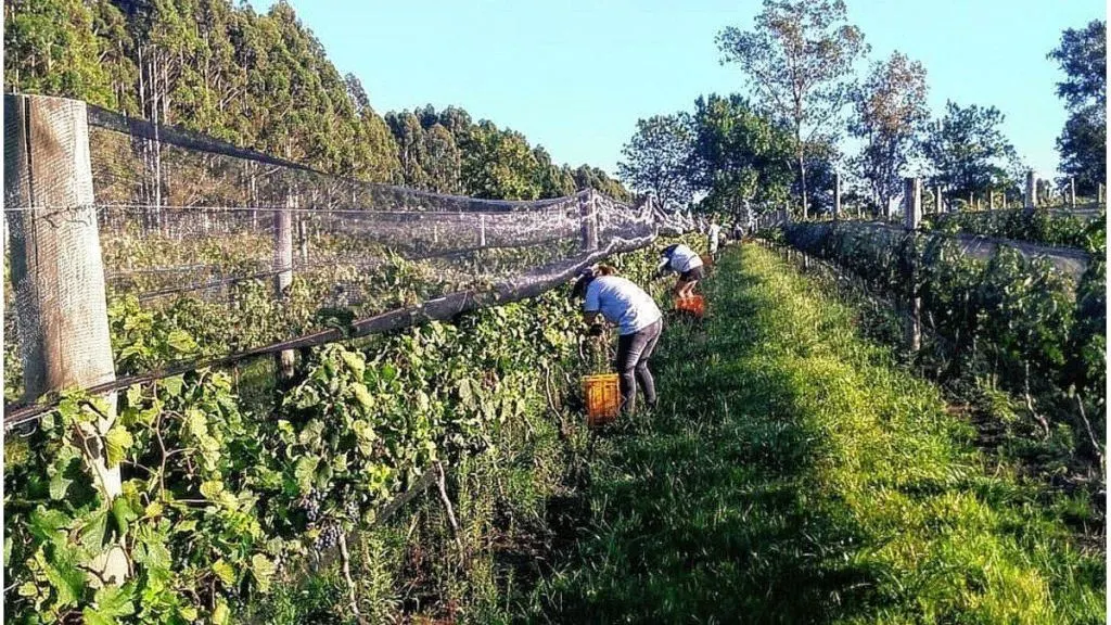 Paraná será sede de las Jornadas Nacionales de Turismo del Vino el 22 y 23 de octubre