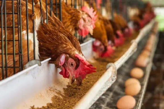 Piden bajar impuestos para favorecer la exportación de huevos