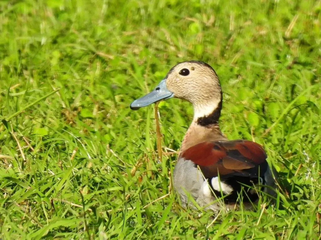 Ponen en duda los estudios que justifican la caza de aves autóctonas en Entre Ríos por "Groseros errores técnicos y estadísticos"