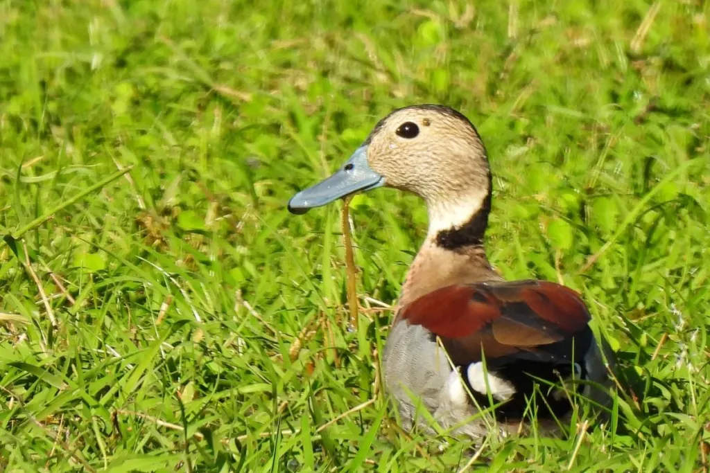 Ponen en duda los estudios que justifican la caza de aves autóctonas en Entre Ríos