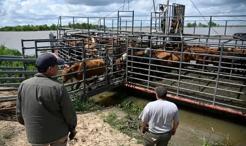 Por la creciente de los ríos Paraná y Uruguay retiraron 77.000 vacunos de las islas