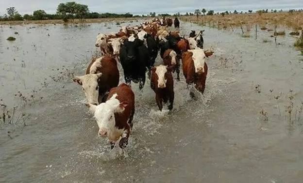Prevén declarar la emergencia agropecuaria en entre ríos: Quedan 192.000 cabezas de ganado en islas