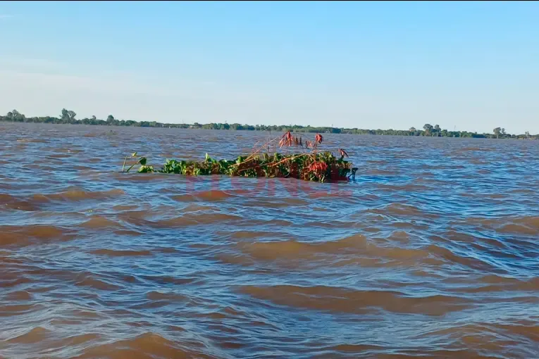 Prevén lluvias superiores a lo normal en noviembre: el río Paraná llegaría al nivel de alerta en noviembre