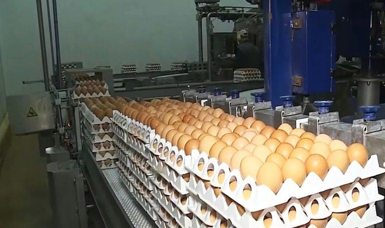 Producción de huevos: frente a la demanda interna cubierta, piden apuntar a la exportación y bajar la carga impositiva
