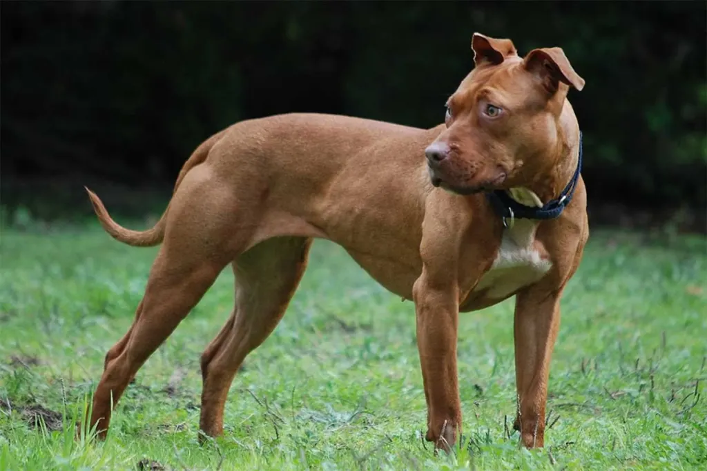 ¿Prohibir la reproducción de pitbulls? El debate que impulsa la Academia Nacional de Medicina