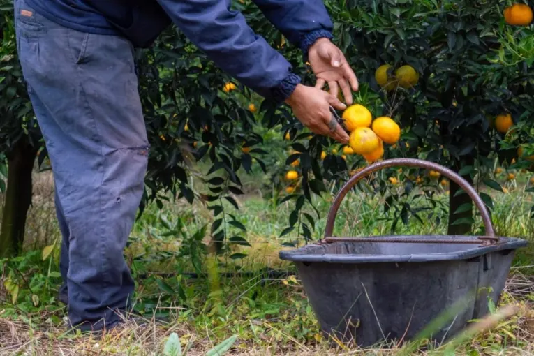 Prorrogaron por un año los beneficios sociales para trabajadores rurales temporarios