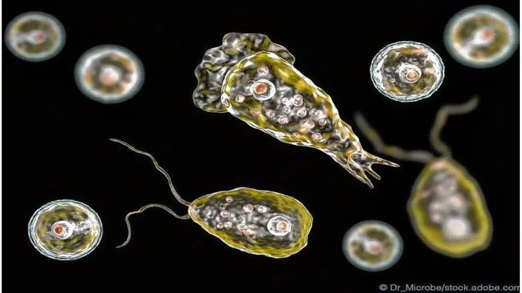 Qué es la ameba «comecerebros», cómo se transmite y cuáles son los síntomas de la infección