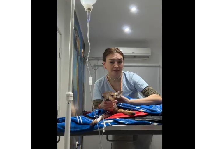 Querían vender una cría de ciervo en Concordia pero ahora se recupera en manos de una profesional
