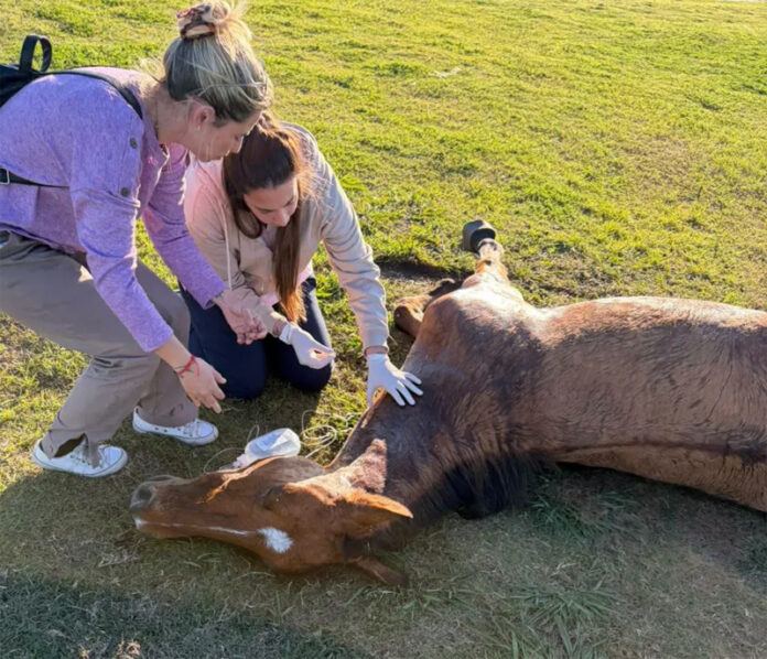 Realizaron la eutanasia de un caballo con tétanos en el Parque de la Ciudad