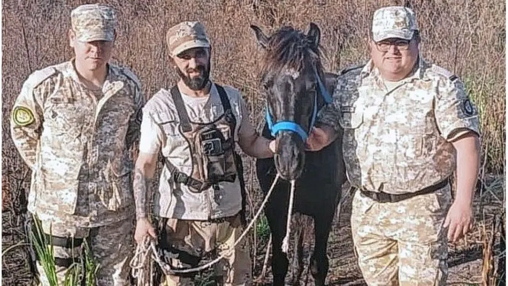 Recuperaron sano y salvo a «Nano», el caballo que había sido robado