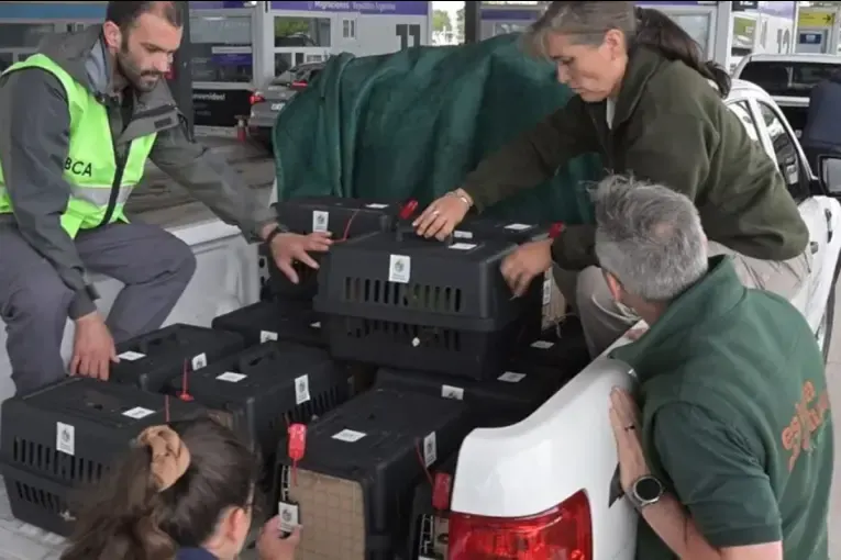 Repatriaron 48 animales silvestres que habían sido víctimas del tráfico ilegal