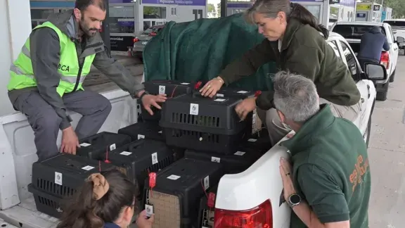 Repatriaron al país cardenales amarillos, tortugas y loros incautados por tráfico ilegal en Uruguay