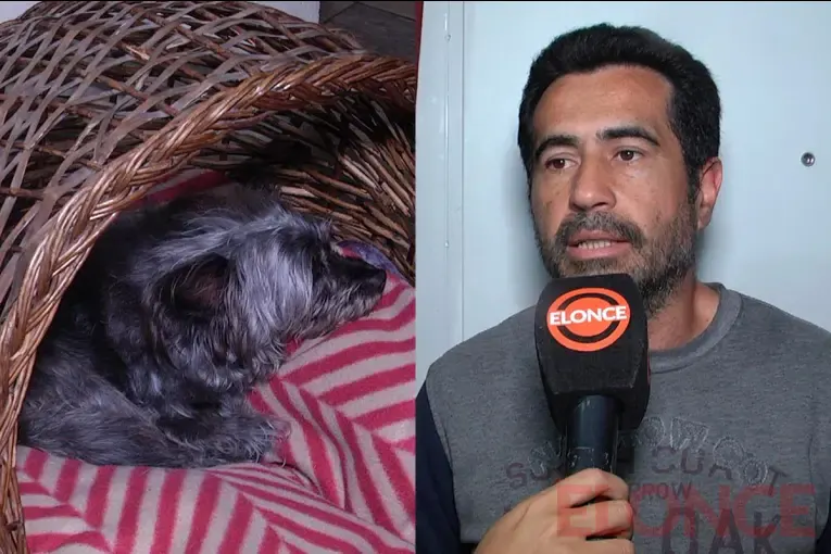 Rescataron a Olivia, la perra que estuvo atrapada en un caño: “Fue un milagro que hoy esté con vida”