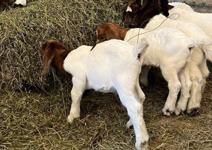 Robaron dos cabritos de una escuela agrotécnica de Victoria y solicitan colaboración para recuperarlos