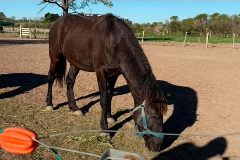 Robaron un caballo en Paraná y ofrecen $250.000 de recompensa para encontrar a «Nano»
