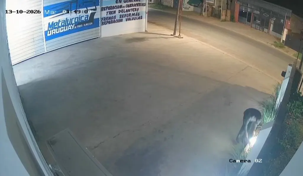 Robaron un reflector de un comercio y quedó registrado por las cámaras de seguridad