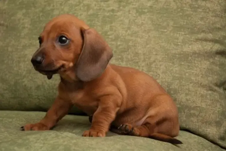 Robó cachorros de perro salchicha para cobrarse una deuda y la detuvieron