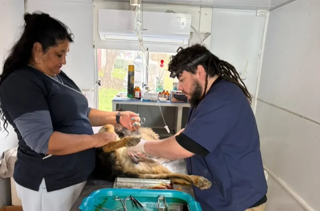 Sanidad Animal realizó más de 100 castraciones durante la primera semana de octubre