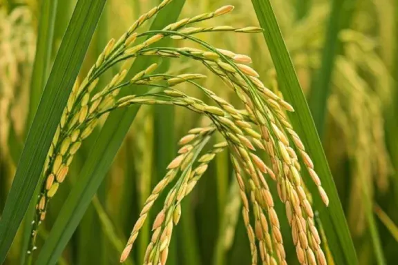 Se constituyó la Mesa de Arroz del PACN