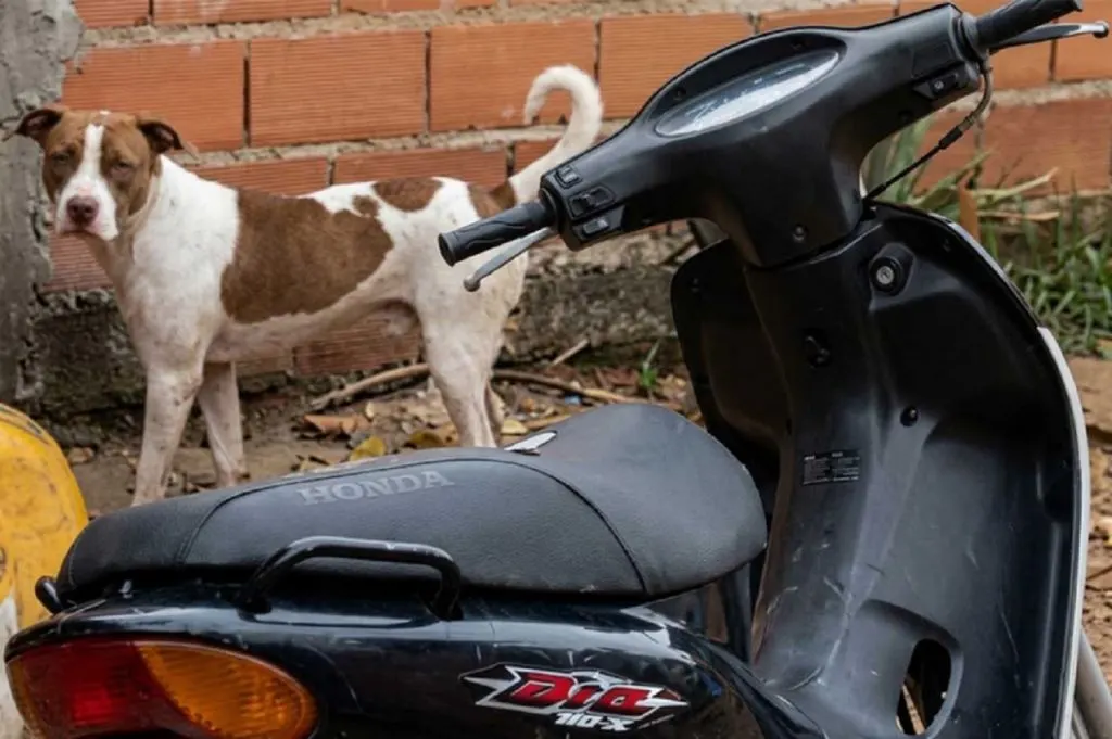 Se habrían llevado gallinas reproductoras de una granja: en un allanamiento encontraron una bolsa con restos orgánicos y secuestra