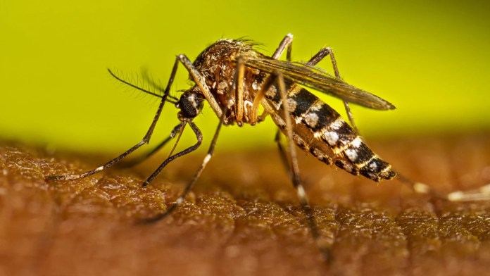 Se registraron dos nuevos casos de dengue en Argentina