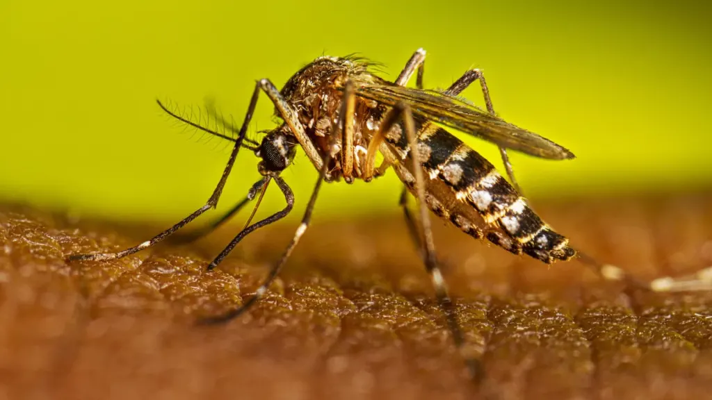 Se registraron dos nuevos casos de dengue en Argentina