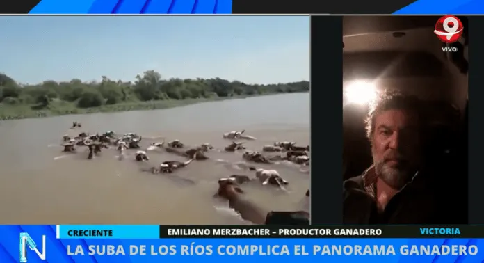 Sigue el movimiento de ganado por la creciente: en Victoria se trasladan 20 mil cabezas