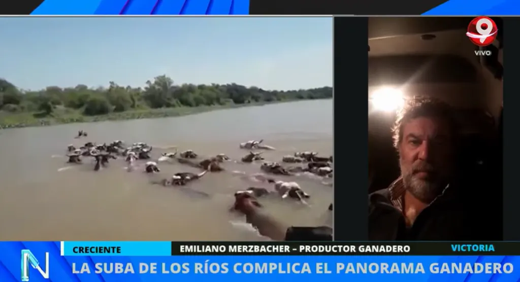 Sigue el movimiento de ganado por la creciente: en Victoria se trasladan 20 mil cabezas