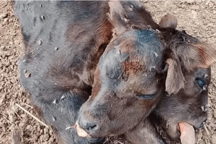 Sorpresa por el nacimiento de un ternero con dos cabezas en Entre Ríos