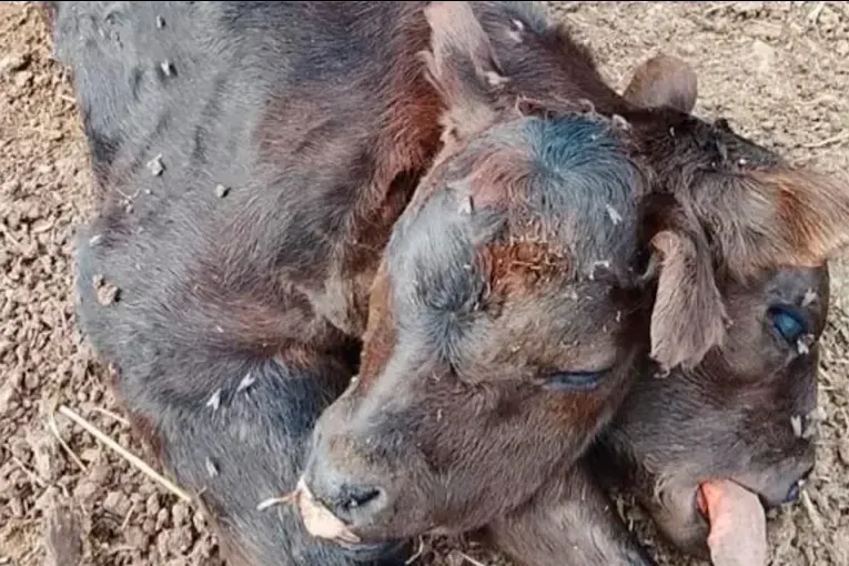 Sorpresa por el nacimiento de un ternero con dos cabezas en Entre Ríos