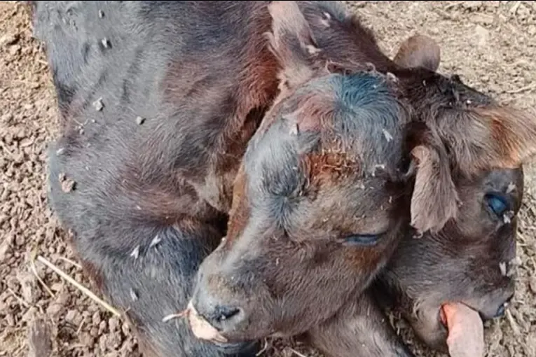 Sorpresa por el nacimiento de un ternero con dos cabezas en Entre Ríos