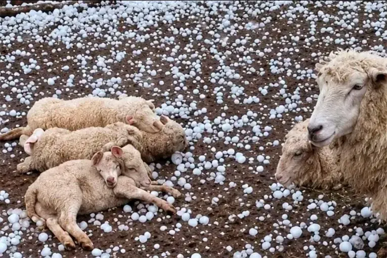 Temporal en Santa Fe: granizo destruyó cultivos, mató animales y provocó daños en viviendas
