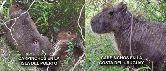 titulo mas corto Preocupan las lesiones en carpinchos de Uruguay y Concepción del Uruguay