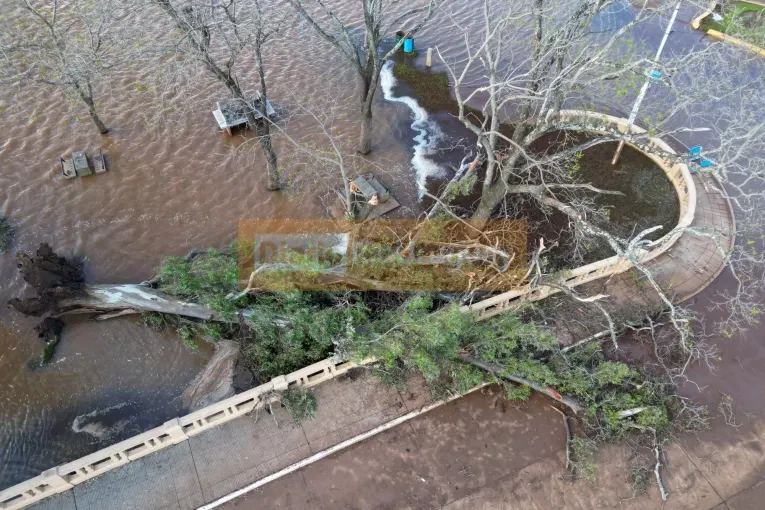 Un añejo eucalipto de gran porte cayó sobre la balustrada de la costanera de Concordia