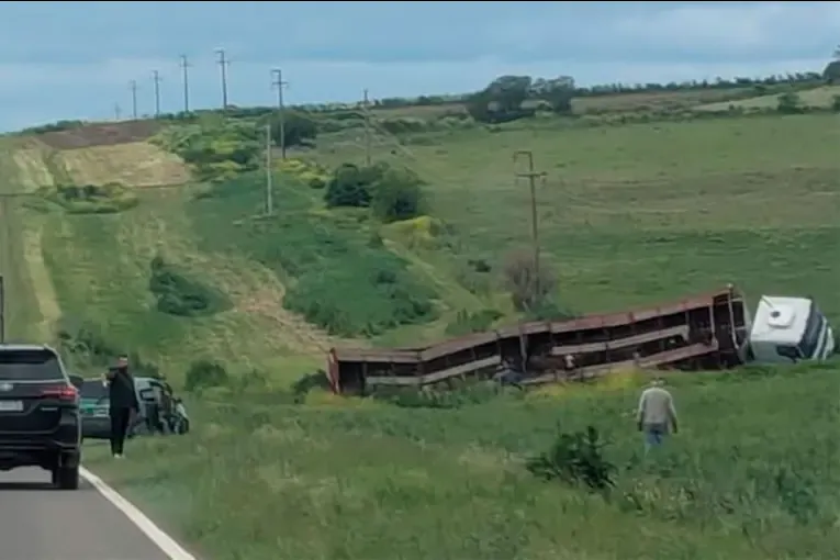 Un camión con vacunos despistó en la Ruta 131 y debieron trasladar los animales a un campo
