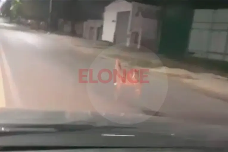 Un ciervo apareció de madrugada en las calles de Paraná y un vecino logró filmarlo: el video