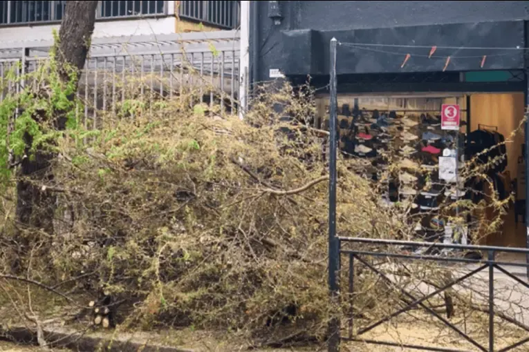Un comercio taló un árbol nativo sin autorización y podría recibir una multa millonaria