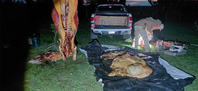 Un hombre fue detenido por abigeato tras un procedimiento en un campo de Colón