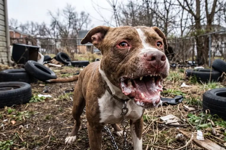 Un pitbull mató a un nene de 4 años y detuvieron a su madrina, que había quedado a cargo del menor