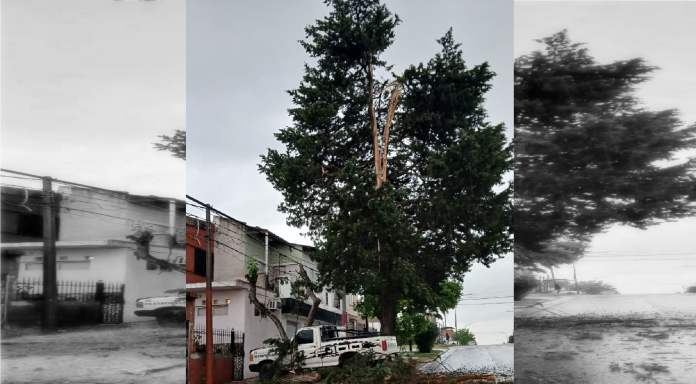 Un rayo partió un árbol en Paraná en medio de la intensa tormenta