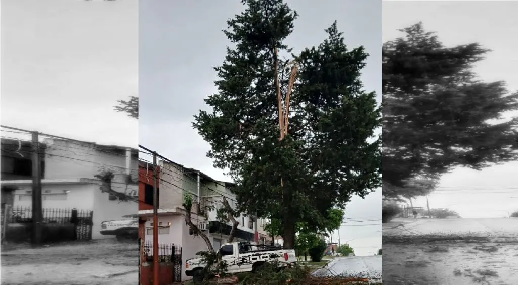 Un rayo partió un árbol en Paraná en medio de la intensa tormenta