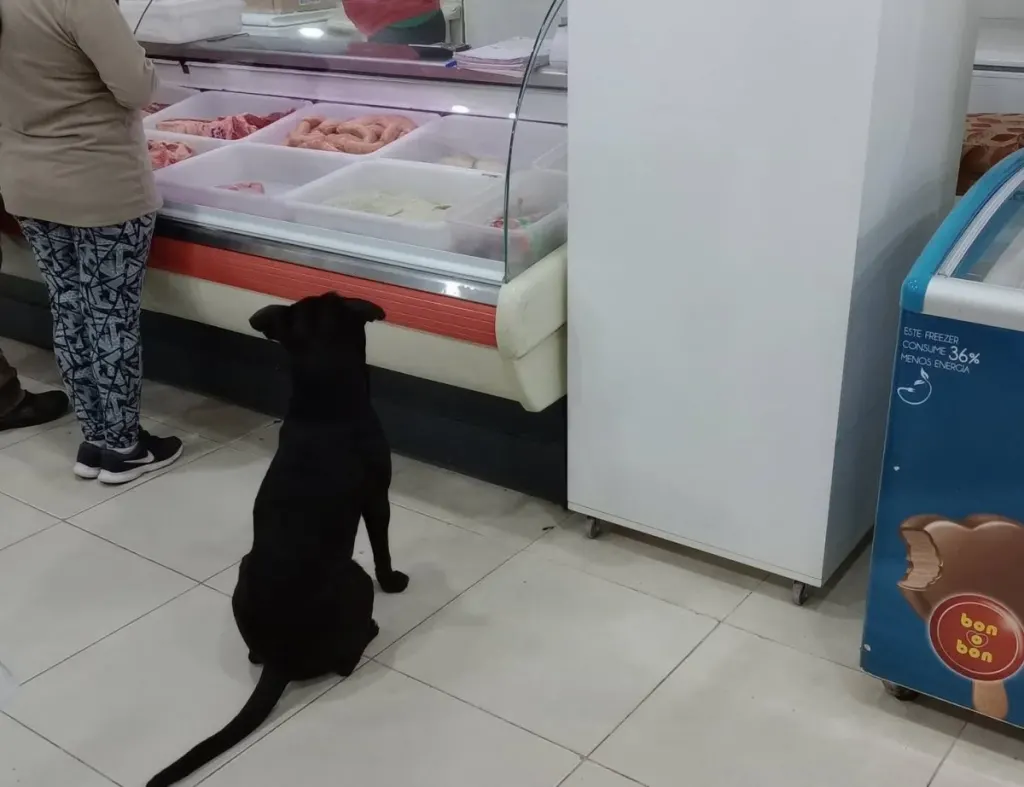 Una carnicería de Concepción del Uruguay conquista corazones por su gesto con los animales