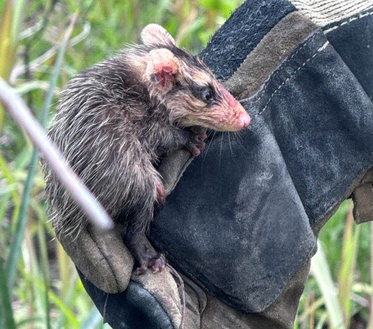 Una comadreja y sus 11 crías fueron rescatadas y liberadas en Paraná