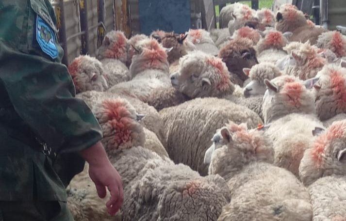 Una multa de dos millones por trasladar 140 ovinos en condiciones irregulares