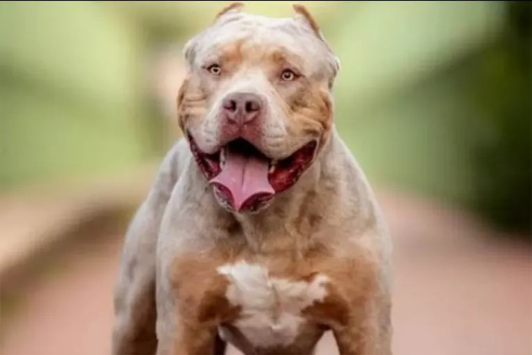 Una nena de 2 años fue atacada por un pitbull y sufrió graves heridas en el rostro y el cráneo