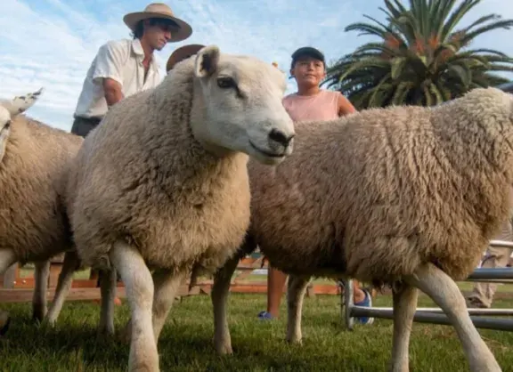 Urdinarrain se prepara para la 9ª Expo Ovina con espectáculos, gastronomía y tradiciones rurales