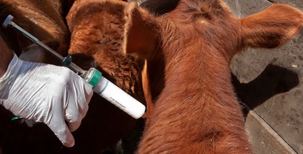 Vacunación anti-aftosa: Procedimientos para la libre elección de veterinarios acreditados